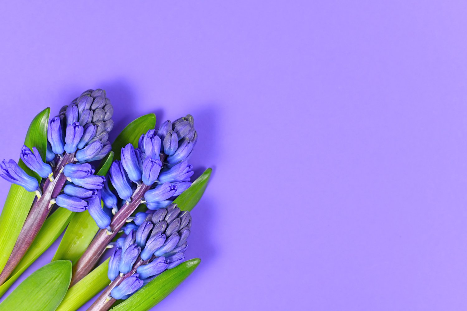 Purple Hyacinth Flatlay